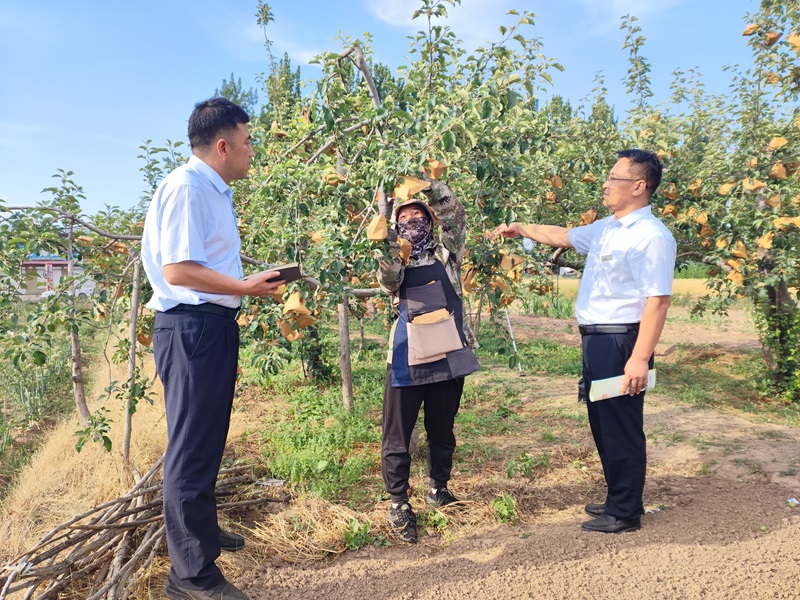 “小苹果”撬动致富“大杠杆”（网站）.jpg